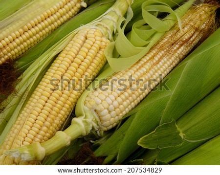 fresh harvested corn with leaves