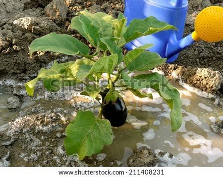 watering of growing eggplant
