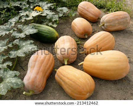 first harvested pumpkins at the edge of pumpkin field