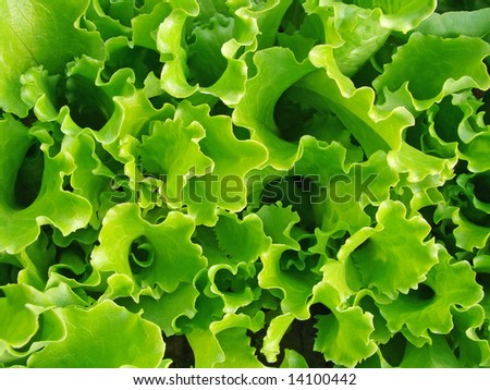 lettuce leaves growing on the vegetable bed top view