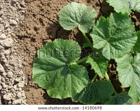 marrow seedling growing on the vegetable bed on the arid soil