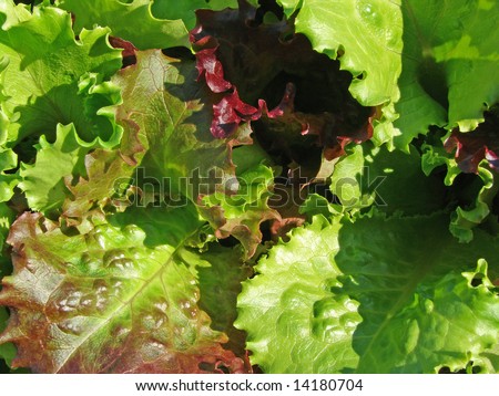 colorful lettuce leaves growing on the vegetable bed