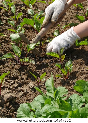 woman hands hoeing the vegetable bed at the kitchen garden