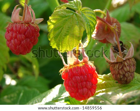 ripening wild raspberry fruits in the sunbeams