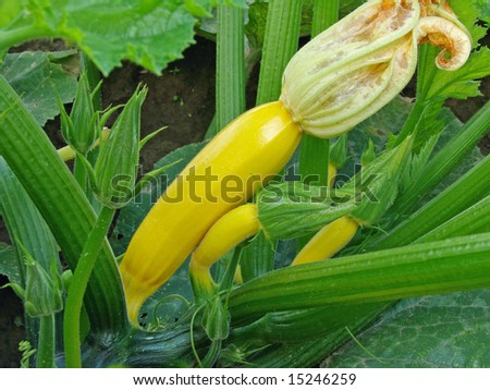 yellow marrows growing on the vegetable bed