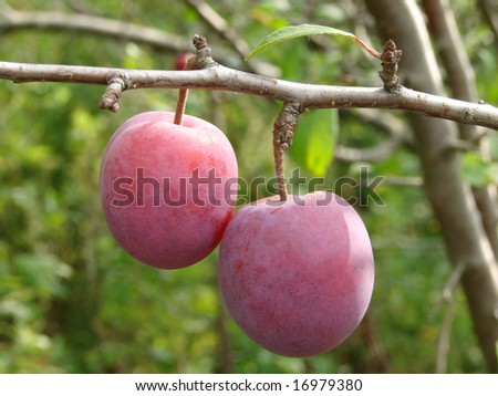 two ripe plums on the branch
