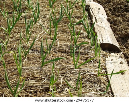 winter garlic sprouts growing through hay in early spring at the kitchen garden