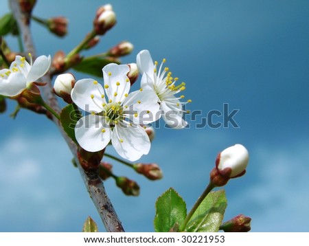 cherry tree branch. cherry tree branch silhouette.