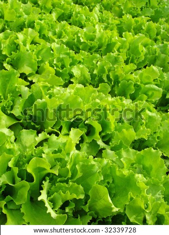 lettuce leaves growing on the vegetable bed