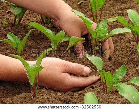 woman hands hoeing beetroot sprouts on the vegetable bed