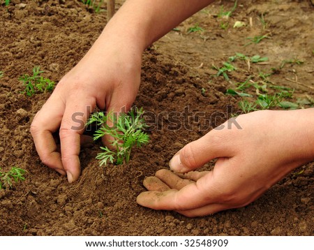 woman hands hoeing carrot sprouts on the vegetable bed