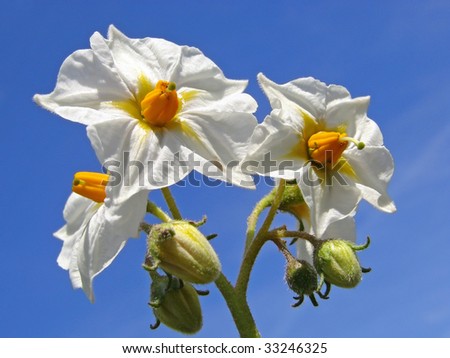 white potato flowers against blue sky