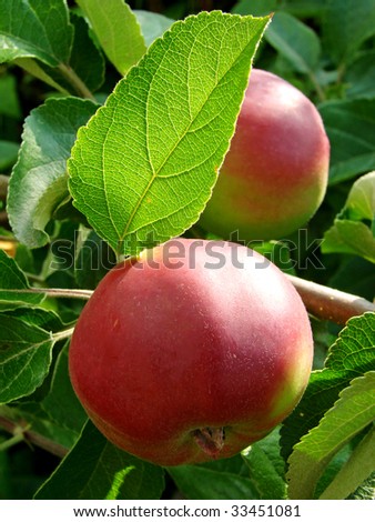 growing apples on the apple-tree branch