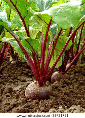 growing beetroot on the vegetable bed