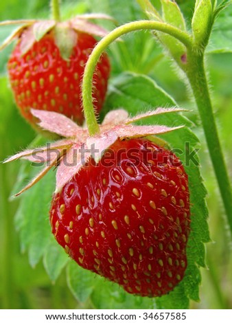 ripening strawberry fruits on the branch