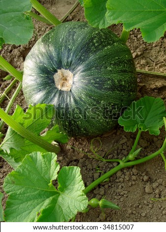 green pumpkin growing on the vegetable patch