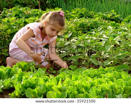 young girl cropping green lettuce from the vegetable bed