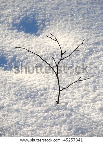 little tree in the snow