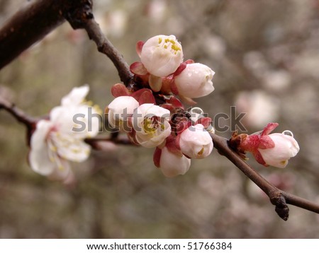 cherry tree branches. cherry tree branch with