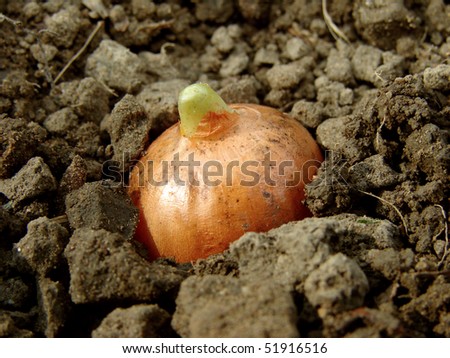 onion bulb sprouts on the vegetable bed