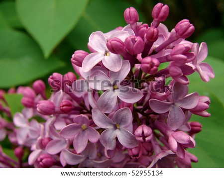 lilac flowering at the springtime