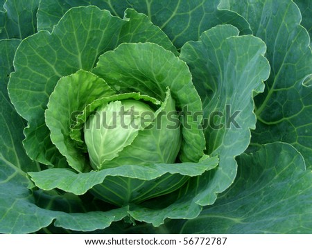 fruiting young cabbage head on the vegetable bed