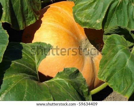 big max pumpkin growing on the vegetable bed
