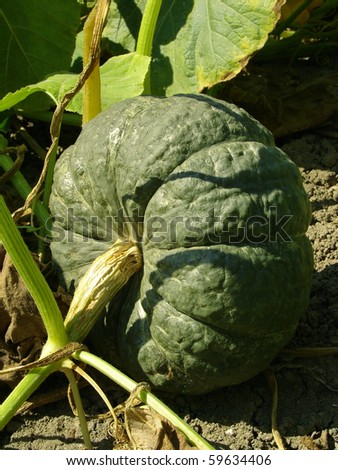 winter sweet pumpkin growing on the vegetable bed