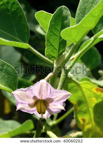 Eggplant Plant Flowers