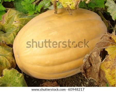 yellow pumpkin ripening on the vegetable bed