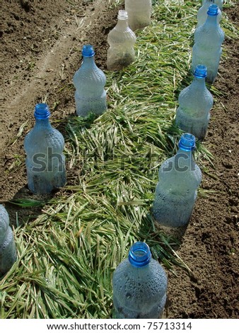 vegetable bed with sowed seeds covered with plastic bottles to protect against low temperatures and grass mulch scattered between them for keeping water and improving soil