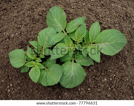 young potato plant growing on the vegetable bed
