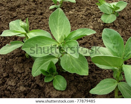 beans seedlings growing on the vegetable bed