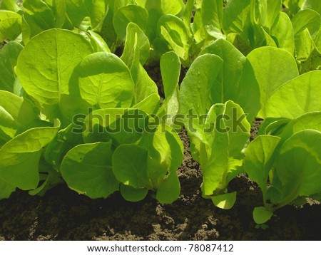 young green lettuce growing on vegetable bed