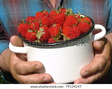 saucepan with fresh cropped strawberries in hands