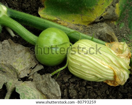 small green pumpkin growing on the vegetable bed