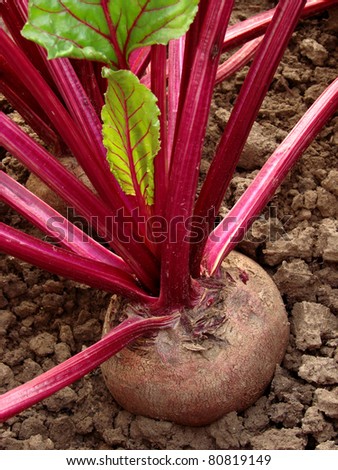 beetroots growing on the vegetable bed