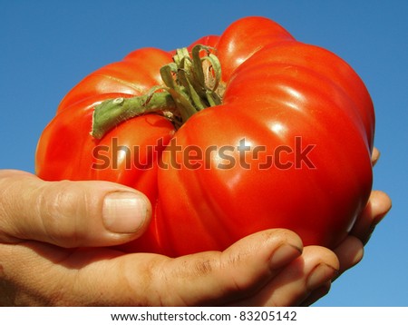 red giant tomato in farmer hands
