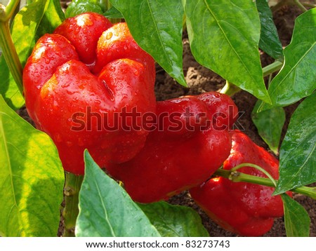 red peppers ripening on the vegetable bed