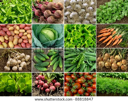 organic vegetables and greens