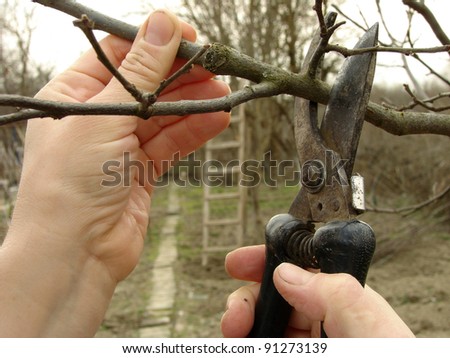 hands pruning tree branch with secateurs