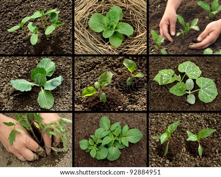 vegetable seedlings collection