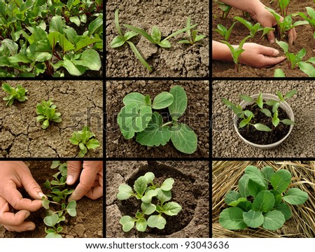 vegetable seedlings collection