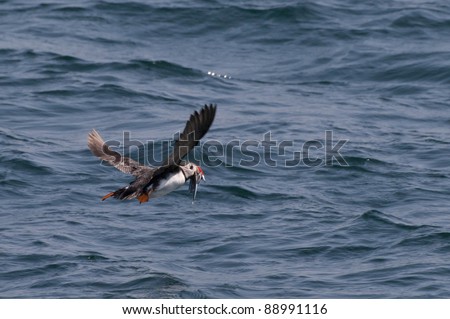 Puffin flying above the sea with sandeels, little fish, in its red beak.
