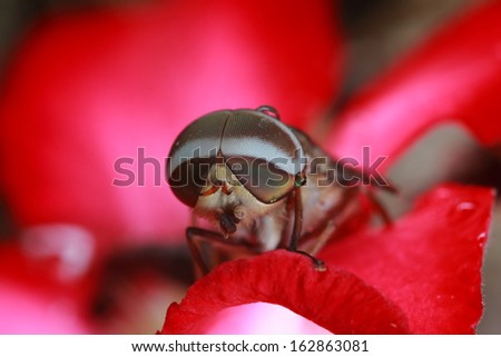 Oriental fruit fly.  The scientific name is Bactrocera dorsalis Hendel