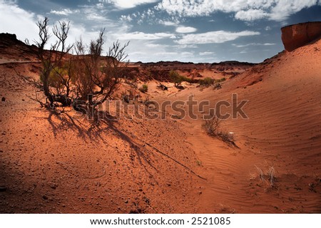 Gobi Desert Plants