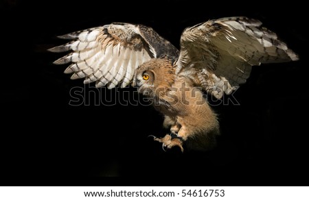 stock photo flying eagleowl