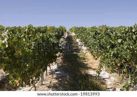 Vineyards in Pias, Alentejo Portugal
