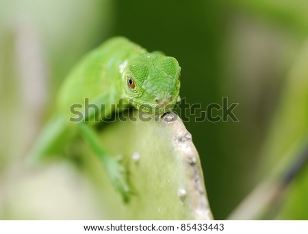 a baby green iguana taking a sun bath