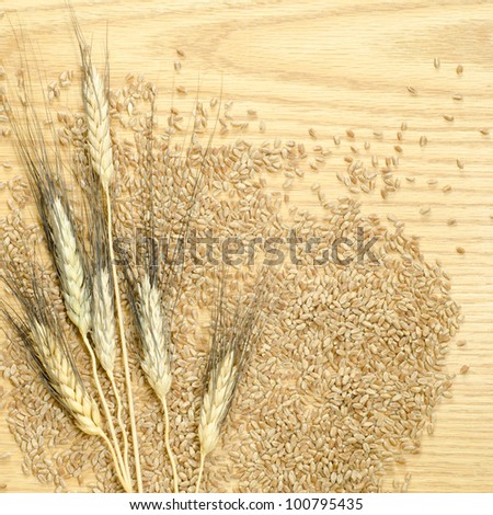 Heads of black bearded wheat laying on a background of wheat kernels on a wooden table top